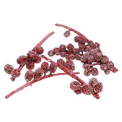 Floristik24 Cônes de Casuarina cirés rouges 110 g