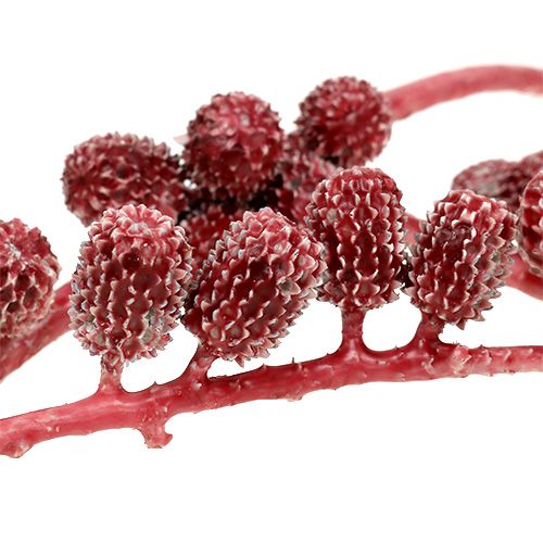 Floristik24 Cônes de Casuarina cirés rouges 110 g