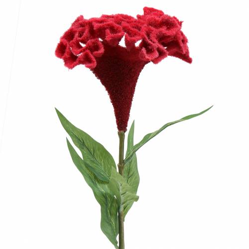 Floristik24 Celosia cristata Hahnenkamm Rouge 72cm