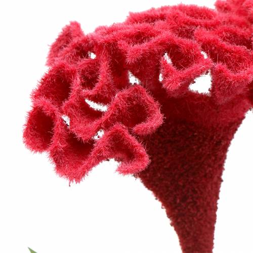 Floristik24 Celosia cristata Hahnenkamm Rouge 72cm