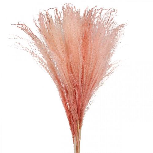 Floristik24 Roseau chinois herbe sèche rose clair Miscanthus H75cm 10 pcs