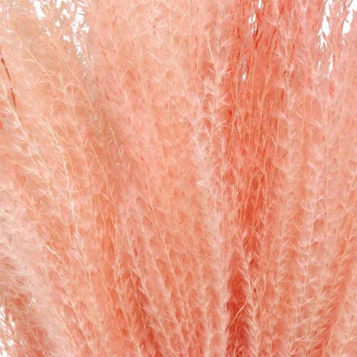 Article Roseau chinois herbe sèche rose clair Miscanthus H75cm 10 pcs