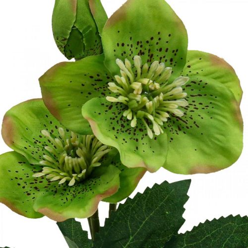 Floristik24 Rose de Noël Rose de Carême hellébore fleurs artificielles vert L34cm 4 pcs