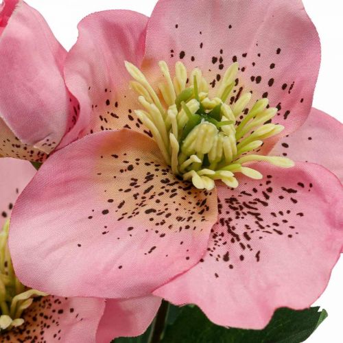 Floristik24 Rose de Noël, rose lenten, ellébore, plantes artificielles rose L34cm 4pcs