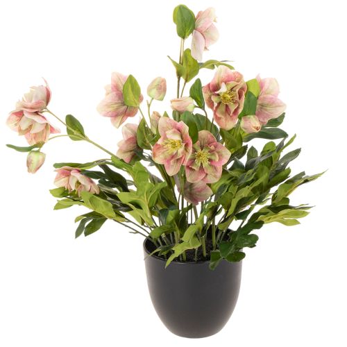 Hellébore artificielle en pot, rose de Noël, pour la décoration intérieure, 50 cm acheter | Floristik24.be