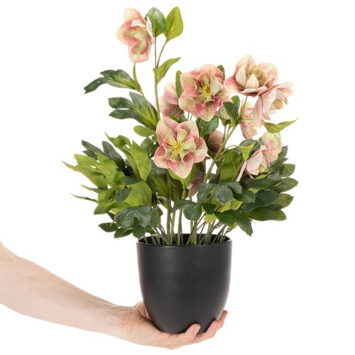 Hellébore artificielle en pot, rose de Noël, pour la décoration intérieure, 50 cm | Floristik24.be
