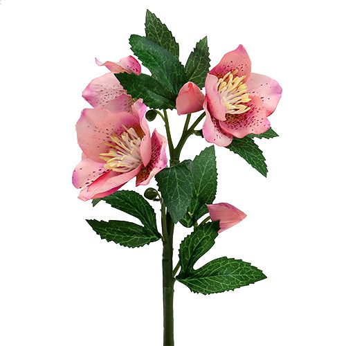Floristik24 Rose de Noël Rose L22cm 1pc