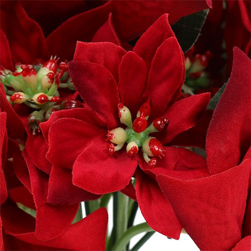 Floristik24 Etoile de Noël en bouquet rouge Ø18cm L30cm