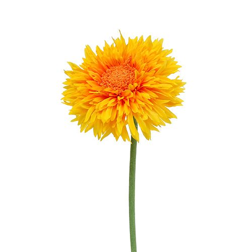Chrysanthème Teddy 63 cm jaune doré