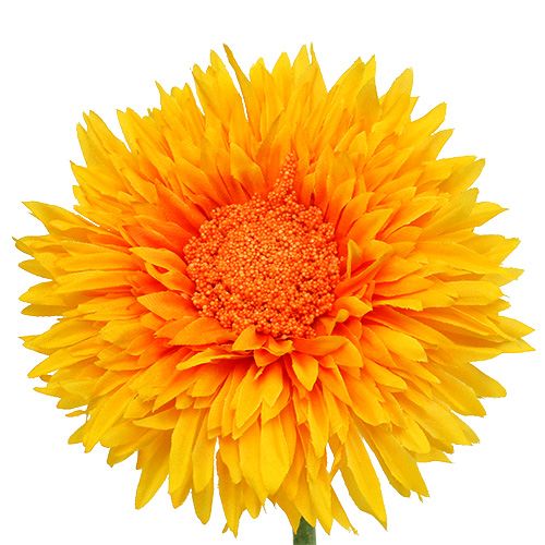 Floristik24 Teddy Chrysanthème 63cm Jaune Doré