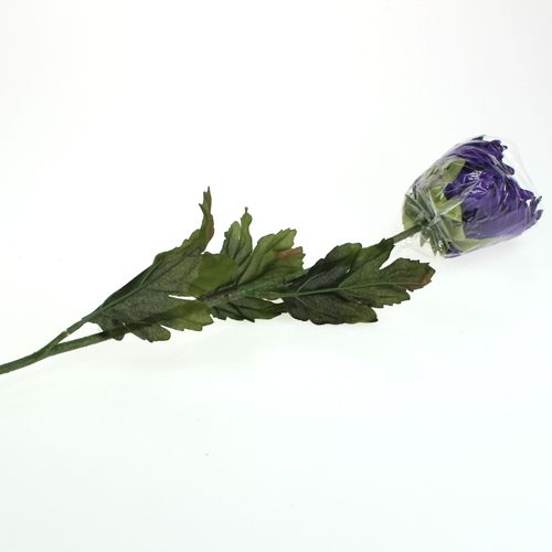 Floristik24 Chrysanthème violet 74cm