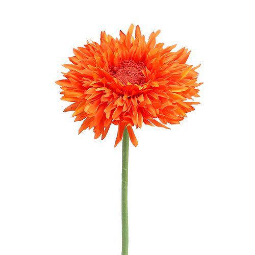 Floristik24 Teddy Chrysanthème 63cm Orange