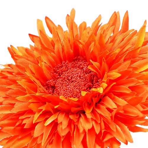 Floristik24 Teddy Chrysanthème 63cm Orange