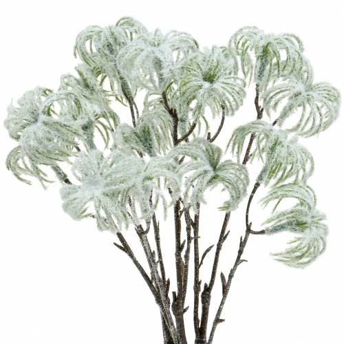 Floristik24 Clématite verte avec neige 43cm 3pcs