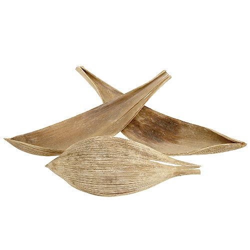 Article Coquilles de noix de coco feuilles de noix de coco blanchies 25 pcs