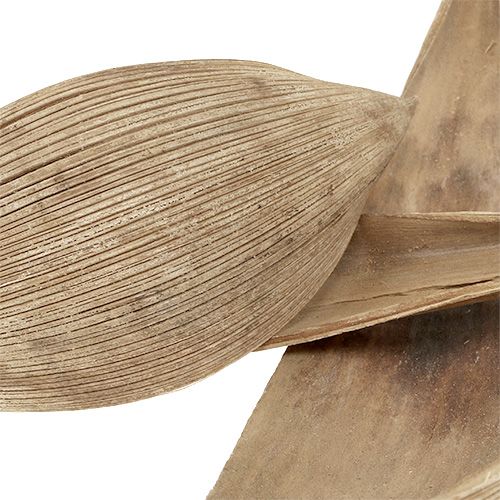 Article Coquilles de noix de coco feuilles de noix de coco blanchies 25 pcs