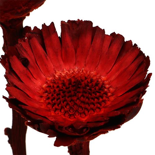 Article Rosace Compacta rouge 40 pcs