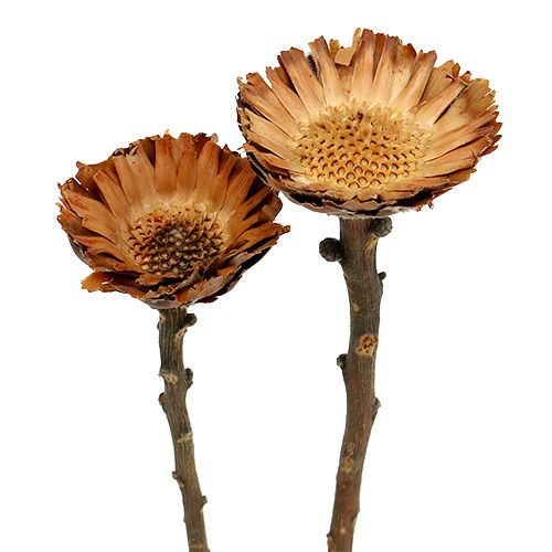 Rosace Compacta 100pcs