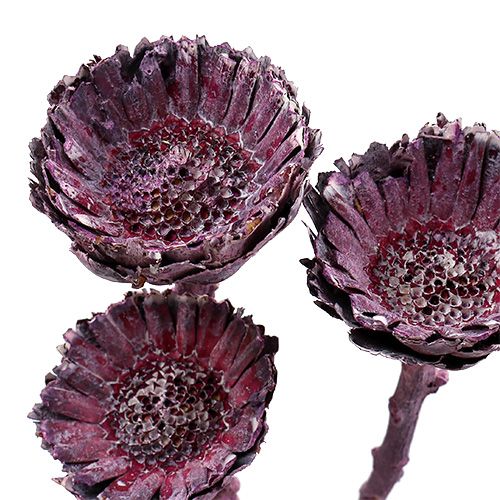 Article Compacta Rosette Mûre Givrée 20 pcs
