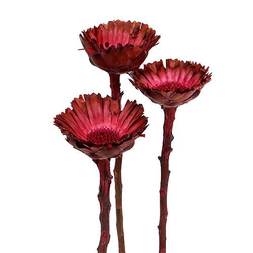 Floristik24 Protéa Compacta Rosace séchée Fuchsia Ø4-6cm 40 pcs