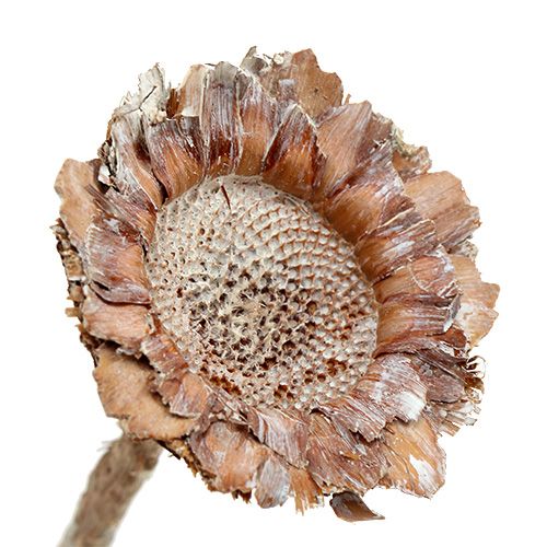 Floristik24 Coronata Rosette 25 pcs.