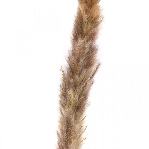 Article Herbes séchées Herbe de la pampa naturelle bouquet 80cm 100g