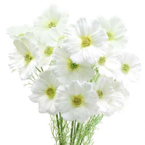 Floristik24 Cosmea blanc 77cm 3pcs