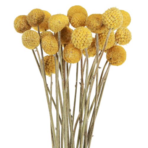 Floristik24 Craspedia pilons décoration sèche naturel 45cm 25 pcs