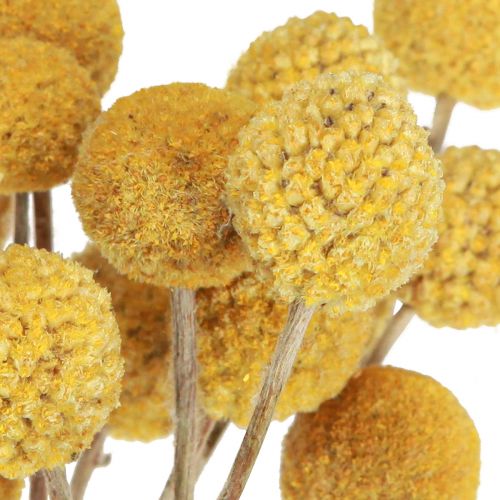 Floristik24 Craspedia pilons décoration sèche naturel 45cm 25 pcs