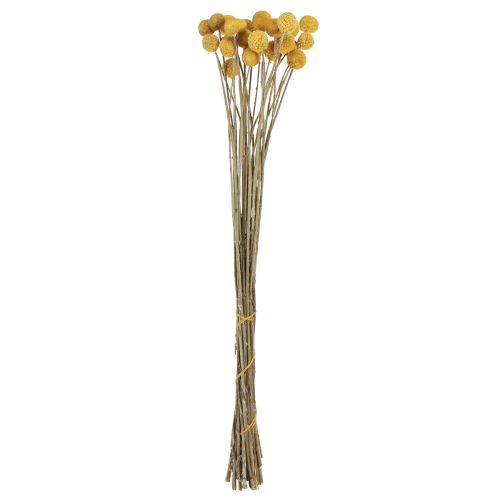 Floristik24 Craspedia pilons décoration sèche naturel 45cm 25 pcs