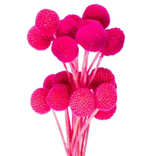 Bouquet de craspedias séchées pour l'art floral, 55 cm, 20 pièces