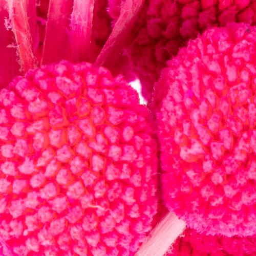 Bouquet de craspedias séchées pour l'art floral, 55 cm, 20 pièces | Floristik24.be