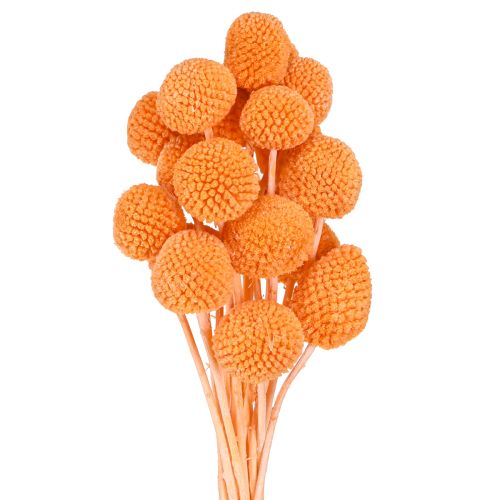 Article Craspédie globuleuse Fleurs séchées Orange 50-55cm 20pcs