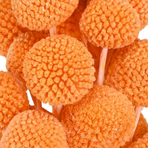 Article Craspédie globuleuse Fleurs séchées Orange 50-55cm 20pcs
