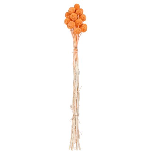 Article Craspédie globuleuse Fleurs séchées Orange 50-55cm 20pcs