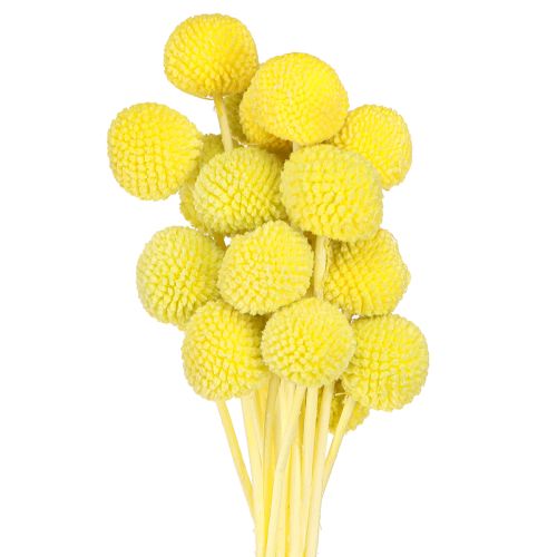 Floristik24 Craspedia fleurs séchées colorées jaune-vert 50-55cm 20pcs