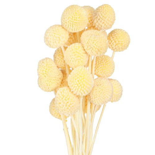Article Craspédie globuleuse séchée teintée Crème 50-55cm 20pcs