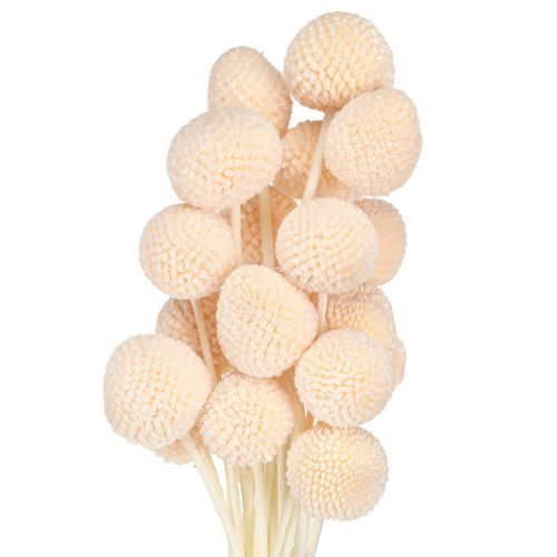 Article Baguettes de tambour teintées Craspedia Pêche 50-55 cm 20 pièces
