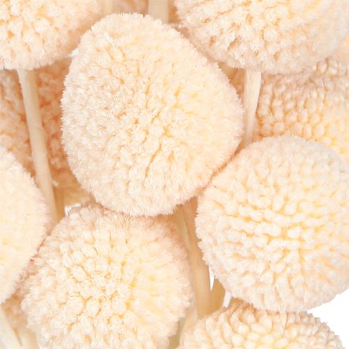 Article Baguettes de tambour teintées Craspedia Pêche 50-55 cm 20 pièces