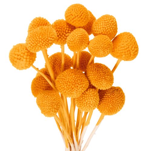Bouquet de craspedias séchées, 55 cm, 20 pièces acheter | Floristik24.be