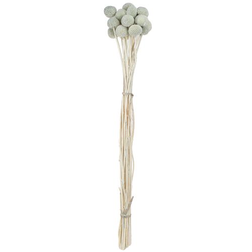 Article Craspedié globuleuse Déco séchée Gris 50-55cm 20pcs