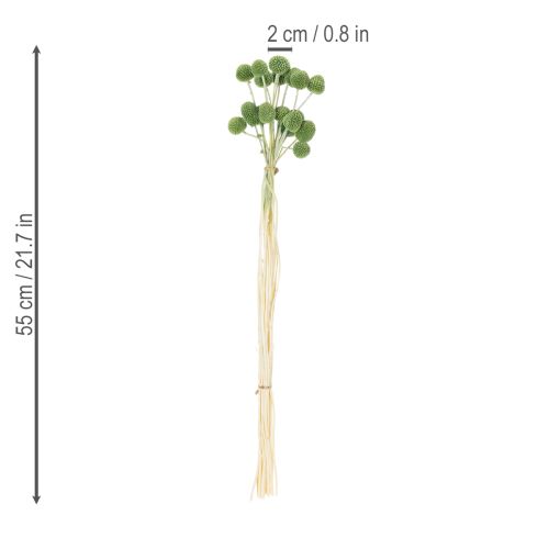 Article Boules de fleurs de Craspedia séchées pour une décoration automnale élégante, 55 cm, 20 pièces