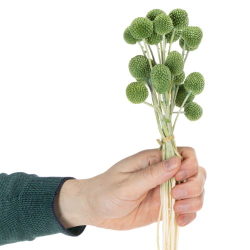 Article Boules de fleurs de Craspedia séchées pour une décoration automnale élégante, 55 cm, 20 pièces