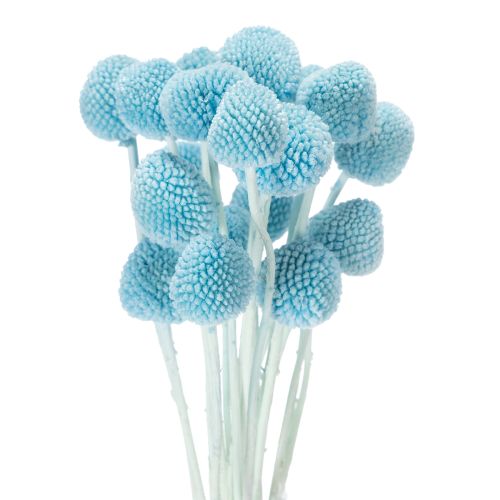 Article Décoration de fleurs séchées Craspedia pour vase, style minimaliste, décoration estivale longue durée, 55 cm, lot de 20