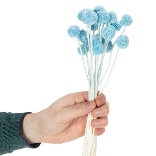 Article Décoration de vase en fleurs séchées Craspedia, style minimaliste, décoration estivale longue durée, 55 cm, lot de 20.