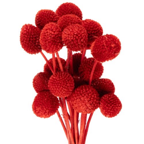 Fleurs de Craspedia séchées et teintées, à longues tiges, 55 cm, 20 pièces