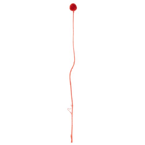 Fleurs de Craspedia séchées et teintées, à longues tiges, 55 cm, 20 pièces | Floristik24.be