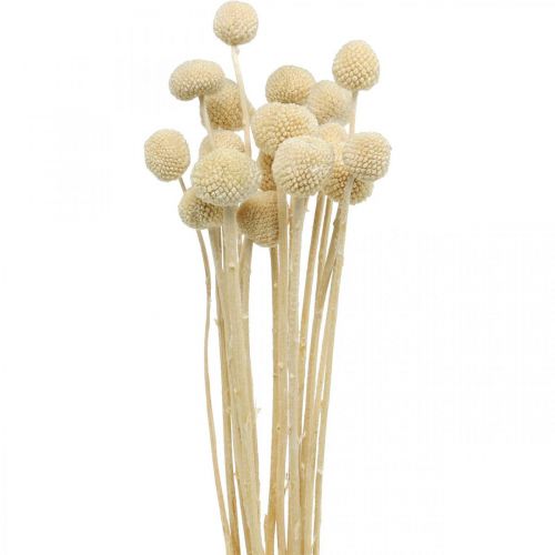 Floristik24 Craspedia pilons de crème séchée fleuriste sèche 20 pcs