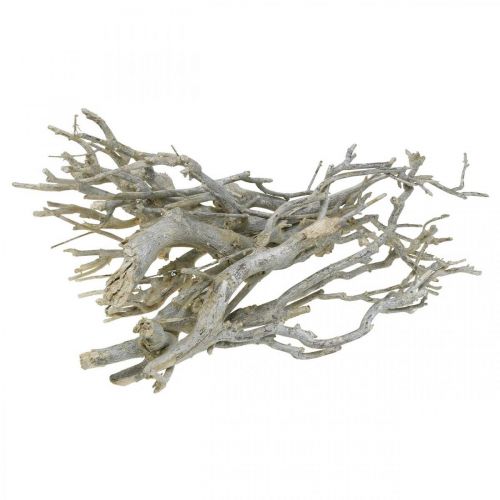 Floristik24 Branches décoratives Curry bush, décoration de Noël, Avent, décoration naturelle Doré, blanc lavé L25–30cm 500g