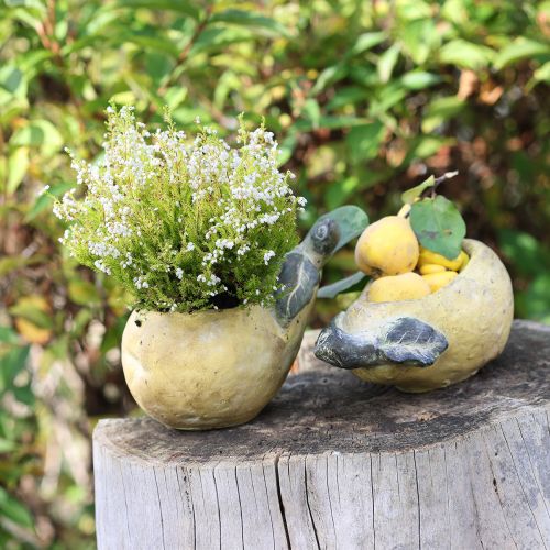 Floristik24 Jardinière décorative en forme de poire, pot de fleurs d'automne en béton, 25 x 13 x 11 cm
